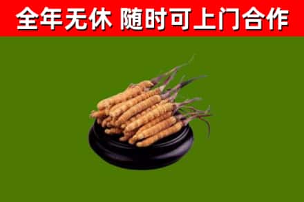 黔东南市回收冬虫夏草