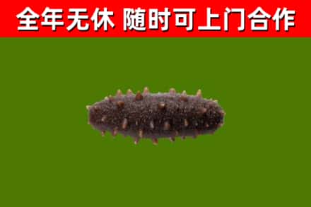 黔东南市回收海参干